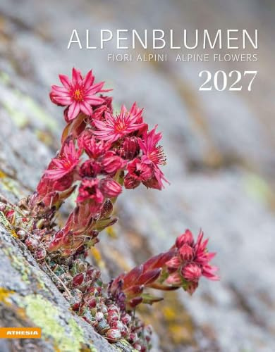 Alpenblumen Kalender 2027: Fiori alpini – Alpine flowers