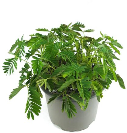 Mimose im Topf Mimosa pudica - 10cm Topf - Zimmerpflanze