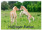 Haflinger Fohlen (Wandkalender 2025 DIN A3 quer), CALVENDO Monatskalender