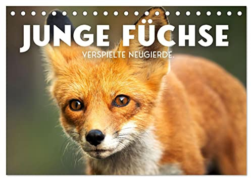 Junge Füchse - Verspielte Neugierde. (Tischkalender 2026 DIN A5 quer), CALVENDO Monatskalender: Flinke Abenteurer. (CALVENDO Tiere)