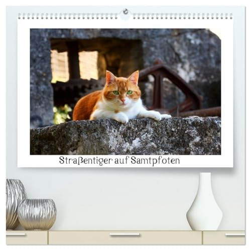 Straßentiger auf Samtpfoten (hochwertiger Premium Wandkalender 2026 DIN A2 quer), Kunstdruck in Hochglanz: Schöne Fotos von draußen lebenden Hauskatzen (CALVENDO Tiere)