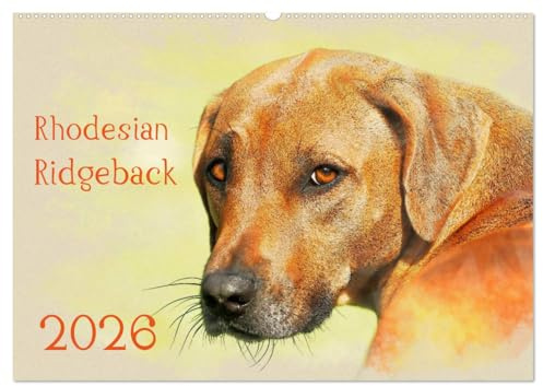 Rhodesian Ridgeback 2026 (Wandkalender 2026 DIN A2 quer), CALVENDO Monatskalender: Zwölf wunderschöne, großformatige Bilder von Rhodesian Ridgebacks ... Sie in diesem Kalender. (CALVENDO Tiere)