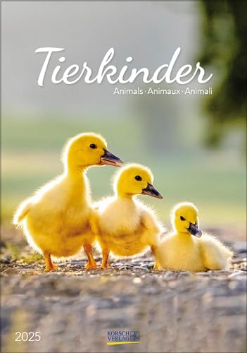 Tierkinder 2025: Wandkalender mit Fotos von süßen Tierkindern. Format 23,5 x 33,5 cm.