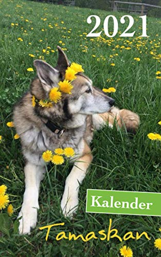 Kalender Tamaskan 2021: Hundekalender
