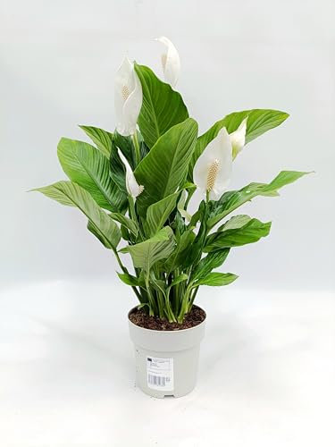 Espatifilo o Espatifilum o Lirio de la Paz Planta Natural: La Planta de Interior que dará color a tu dia - Altura 70 cm -Spatiphylillum- Planta Viva - SP32