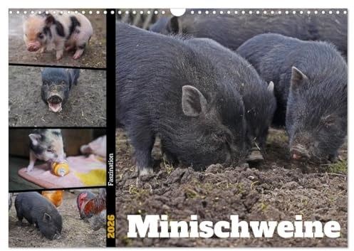 Faszination Minischweine (Wandkalender 2026 DIN A3 quer), CALVENDO Monatskalender: Minischweine in privater Haltung (CALVENDO Tiere)