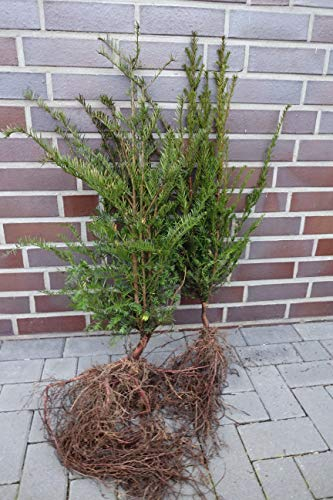 100 Eiben 50-80cm frisch vom Feld Wurzelware Gartenhecke Heckenpflanzen Immergrüne Pflanze Taxus baccata Eiben
