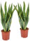 Bloomique - 2er Set - Sansevieria Laurentii - Bogenhanf - Sukkulenten - Zimmerpflanzen - Sehr Pflegeleicht - Höhe 60-70 cm - Topf 17 cm