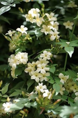 Plant Theory 60cm Cane Jasminum officinale Devon Cream White Flowering Vine Climbing Plant 3L Pot
