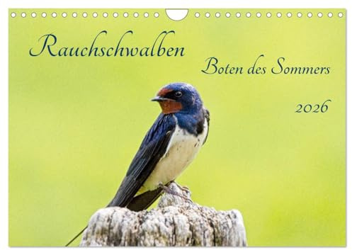 Rauchschwalben - Boten des Sommers (Wandkalender 2026 DIN A4 quer), CALVENDO Monatskalender: Rauchschwalben gelten als Boten des Sommers, wenn sie uns ... liebevollen Gesänge betören. (CALVENDO Tiere)