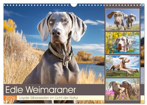 Edle Weimaraner. Loyale Silberseelen im Licht der Natur (Wandkalender 2026 DIN A3 quer), CALVENDO Monatskalender: Die Schönheit, Eleganz und Tiefe des ... Herz und Blick zugleich (CALVENDO Tiere)