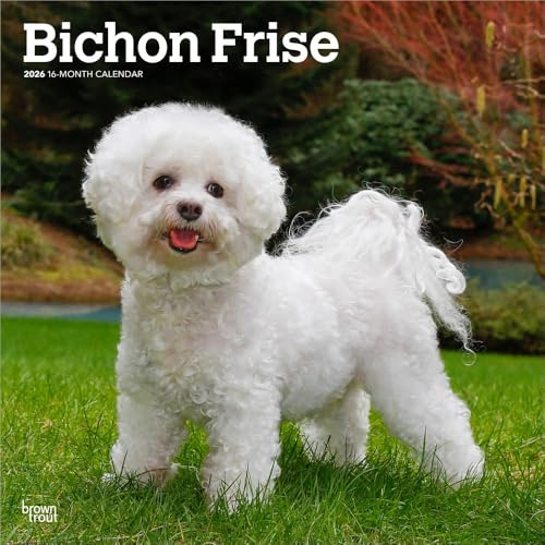 Bichon Frise | 2026 12 x 24 Inch (Hanging) Monthly Square Wall Calendar | Plastic-Free | BrownTrout | Animals Dog Breeds