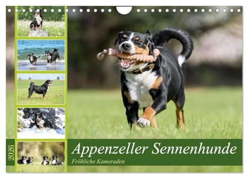 Appenzeller Sennenhunde - Fröhliche Kameraden (Wandkalender 2026 DIN A4 quer), CALVENDO Monatskalender: Fröhliche und quirlige Appenzeller Sennenhunde in ihrer ganzen Pracht. (CALVENDO Tiere)