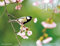 2021 Wildvogel-Kalender (Kalender).