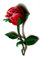 EROSPA® Tattoo-Bogen/Sticker temporär - 3D Rote Rose/Red