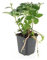 Bodendecker - Schattengrün - Dickmännchen - Pachysandra terminalis - 9cm Topf - Set mit 12 Pflanzen