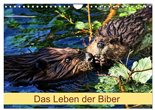 Das Leben der Biber (Wandkalender 2026 DIN A4 quer), CALVENDO Monatskalender: Größte Nagetier in Europa (CALVENDO Tiere)