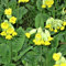 Echte Schlüsselblume Primula veris goldgelbe Blüte im April-Mai 15-20 cm hoch Staude im 0,5 L Topf
