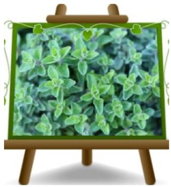 Origanum Vulgare - gewöhnlicher Oregano - aromatische Pflanze auf Topf 14