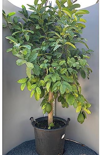 SAVINI VIVAI Cèdre, cèdre géant, agrume en pot de 50 cm hauteur 180-200 cm 8-10 ans de raffinement,
