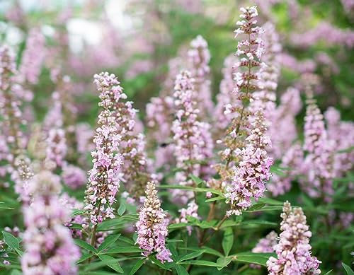 Mönchspfeffer `Pink Pinnacle®, Vitex agnus-castus, 40-80cm im 3,5 Liter Topf