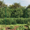 Verderoom Maschendrahtzaun 180 cm höhe Maschendrahtzaun komplettset 1.8 x 10m Gartenzaun komplettset Maschendrahtzaun mit Bodenflansch-Grün-1.8 x 10 m