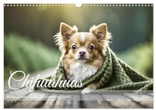 Chihuahuas - Kleine Hunde - große Temperamentbündel (Wandkalender 2026 DIN A3 quer), CALVENDO Monatskalender: Vorwitzige Chihuahuas begleiten durchs ganze Jahr (CALVENDO Tiere)