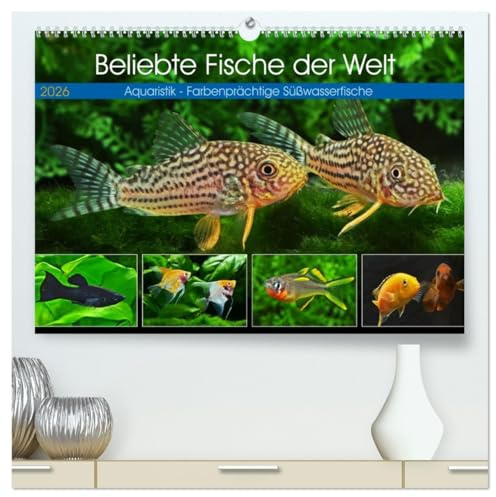 Beliebte Fische der Welt (hochwertiger Premium Wandkalender 2026 DIN A2 quer), Kunstdruck in Hochglanz: Aquaristik - Farbenprächtige Süßwasserfische (CALVENDO Hobbys)