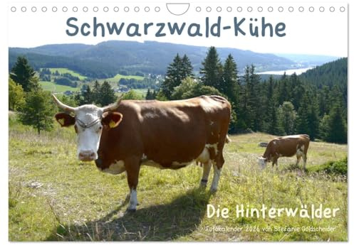Schwarzwald-Kühe - Die Hinterwälder (Wandkalender 2026 DIN A4 quer), CALVENDO Monatskalender: Der Schwarzwald wurde durch Hinterwälder Kühe mitgeprägt. (CALVENDO Tiere)