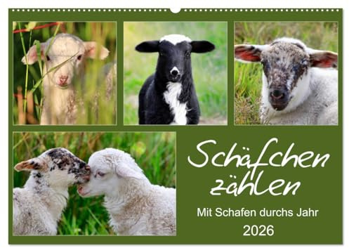 Schäfchen zählen - Mit Schafen durchs Jahr (Wandkalender 2026 DIN A2 quer), CALVENDO Monatskalender: Schafe und Lämmer auf Wiesen und Weiden (CALVENDO Tiere)