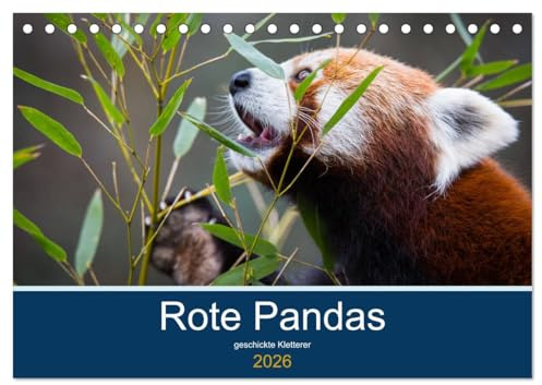 Rote Pandas - geschickte Kletterer (Tischkalender 2026 DIN A5 quer), CALVENDO Monatskalender: Bilder eines akrobatischen Kletterers (CALVENDO Tiere)