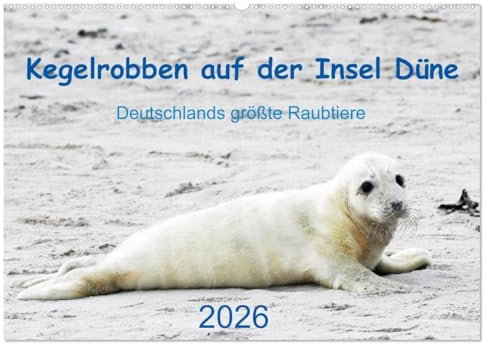 Kegelrobben auf der Insel Düne (Wandkalender 2026 DIN A2 quer), CALVENDO Monatskalender: Helgoländer Kegelrobben in Text und Bild (CALVENDO Tiere)