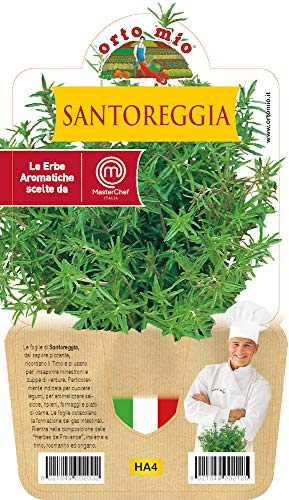 1 PIANTA DI SANTOREGGIA VASO 14CM ORTOMIO AROMATICHE