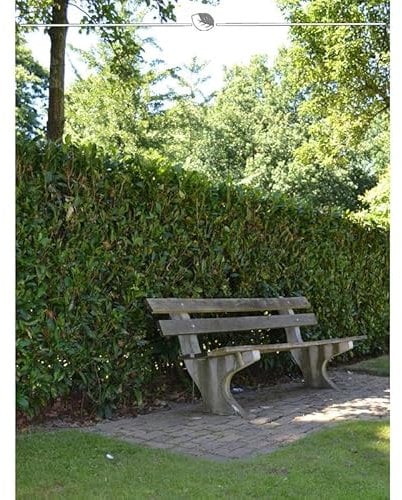 Kirschlorbeer Lorbeerkirsche Herbergii 140-160 cm. 7 St. Kirschlorbeer Hecke