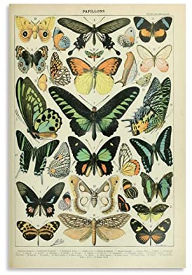 Vintage Poster Vintage-Schmetterlings-Poster, ästhetische Raumdekoration, Kunstdrucke,ästhetische Dekoration, Vintage-Wandcollage, Wandkunstposter,Wandkunst Home Decor Vintage-Naturposter, ungerahmt