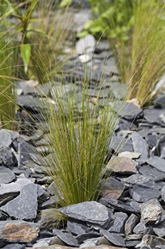 Stipa tenuissima ca. 9x9 cm Topf - Mexikanisches Federgras, feine grüne Halme, ideal für Rabatten und Kübel, pflegeleicht, winterhart