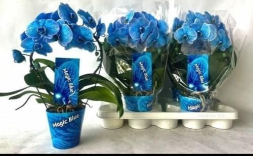 Blaue Orchidee Tinta, Kreisblume, 45 cm hoch, hergestellt in Italien