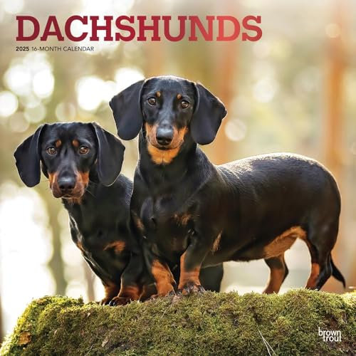 Dachshunds | 2025 12 x 24 Inch Monthly Square Wall Calendar | Foil Stamped Cover | Plastic-Free | BrownTrout | Animals Dog Breeds