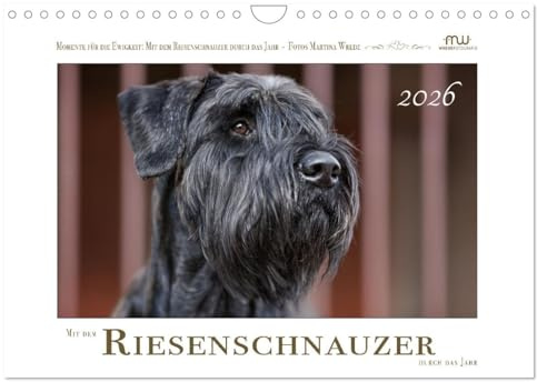 Mit dem Riesenschnauzer durch das Jahr (Wandkalender 2026 DIN A4 quer), CALVENDO Monatskalender: Riesenschnauzer - schwarz (CALVENDO Tiere)