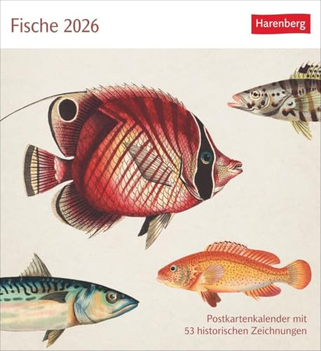 Fische Postkartenkalender 2026 - Postkartenkalender mit 53 historischen Zeichnungen: Kalender mit Retro-Illustrationen. Schönes Geschenk für Kunst- und Naturliebhaber. 16 x 17,5 cm
