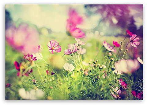 ge Bildet Bild auf Leinwand | Pflanzen Bilder - Frühling - blumen natur Wiese rosa pink bunt in 30x20 cm als Wandbild | Wand-deko Dekoration Wohnung modern Bilder | 2207