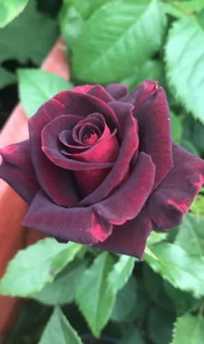 Black Velvet Hybrid Tea Bush Rose Dark Red Velvety Petals Bloom- 3 Litre Pot