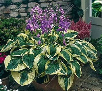 Vista 100 teile/beutel hosta pflanzensamen, mehrjährige Wegerich Lilie Blume Bodendecker blumensamen, kostbare hosta samen hausgarten pflanze 11