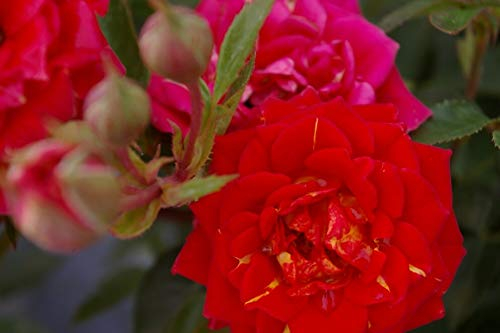 Rosa Chili Clementine® - Miniaturrose (Zwergrose) Chili Clementine® - hellrot mit orangen Flecken - Duft- 25 cm