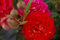 Rosa Chili Clementine® - Miniaturrose (Zwergrose) Chili Clementine® - hellrot mit orangen Flecken - Duft- 25 cm