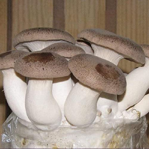 Luojuny Semi di funghi di ostrica, 100 pezzi/set di semi di funghi di ostrica naturali semi annuali commestibili a basso contenuto di grassi per cortile C