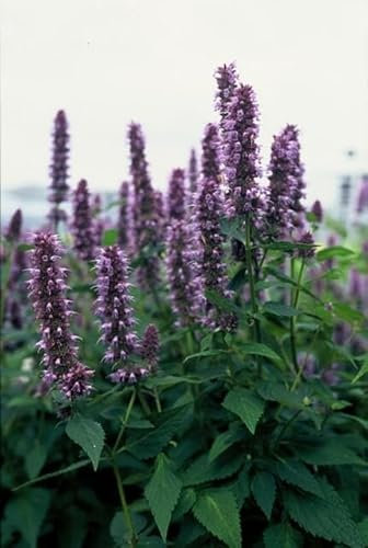 Asiatische Duftnessel Agastache 'Blue Fortune' – 10-25cm – Ø9cm – 60 Pflanzen – Lavendelblau – Schmetterlingsfreundlich – Sommerblüte – Pflegeleicht