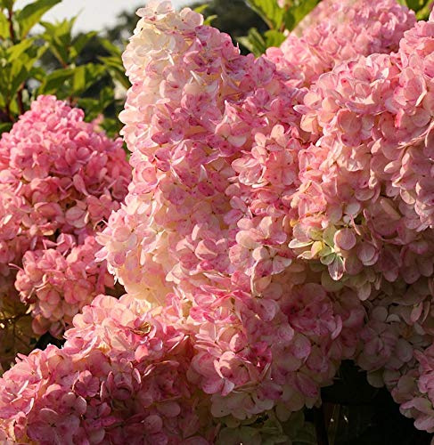 Rispenhortensie Vanille Fraise® 40-60cm - Hydrangea paniculata - lebende Gartenpflanze aus den Baumschulen