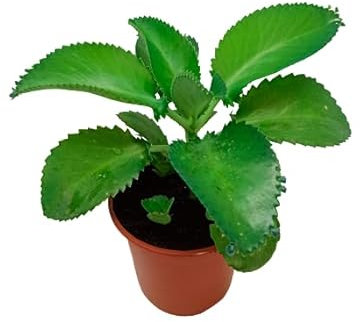 Kalanchoe Daigremontiana Planta Vitalizante Aumenta tu Vitalidad con esta Planta Viva