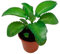 Kalanchoe Daigremontiana Planta Vitalizante Aumenta tu Vitalidad con esta Planta Viva